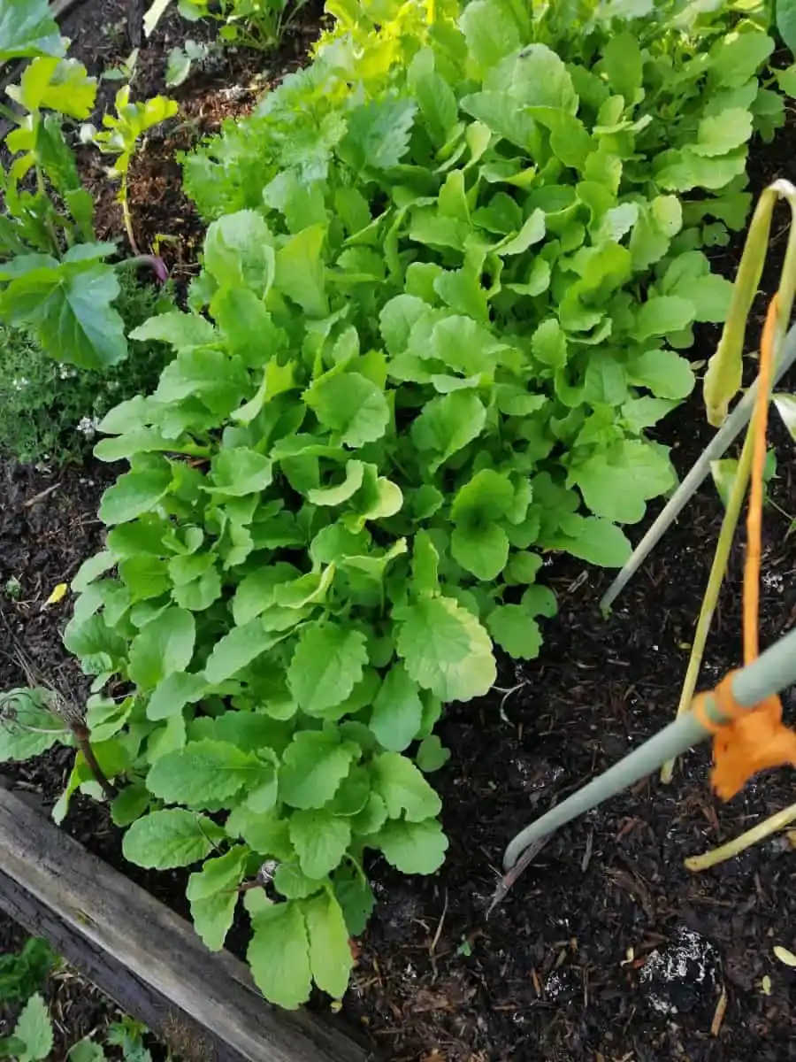 Jak rośnie bez kopania