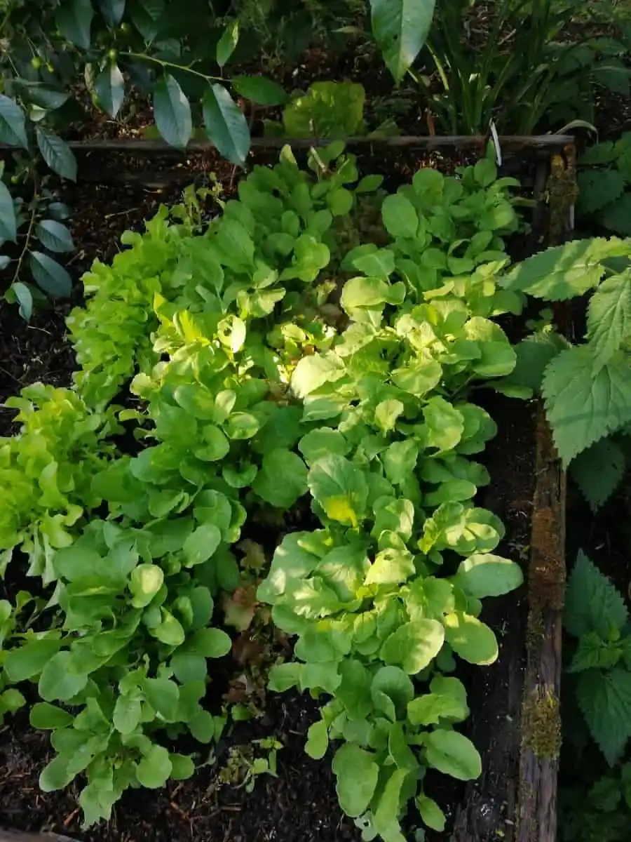 Jak rośnie na grządce podwyższonej