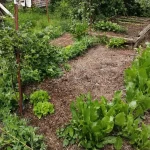 Ogród bez kopania