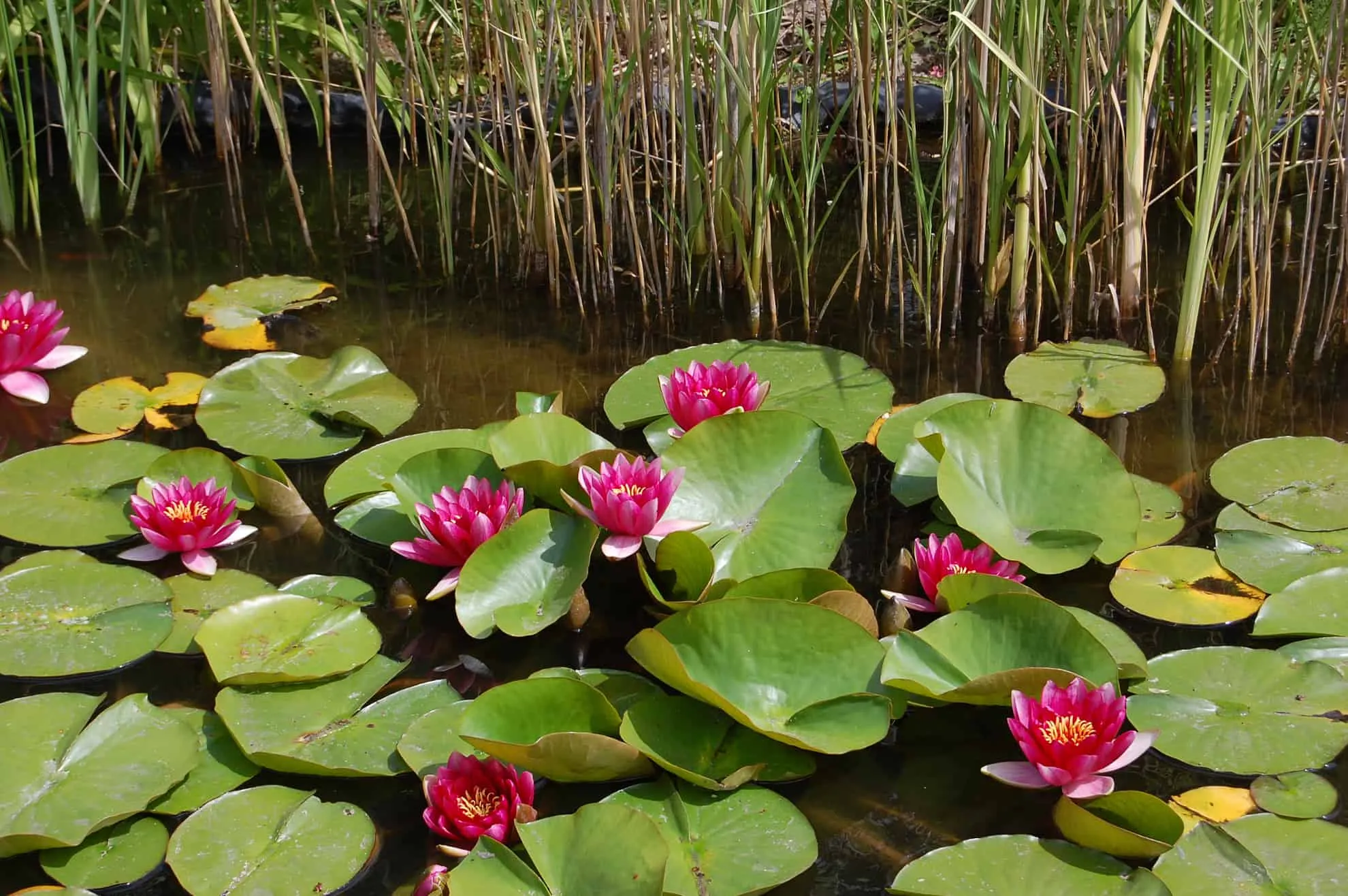 lilia wodna czerwona