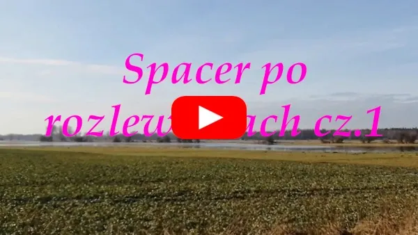Zobacz film na YouTube Spacer po rozlewiskach