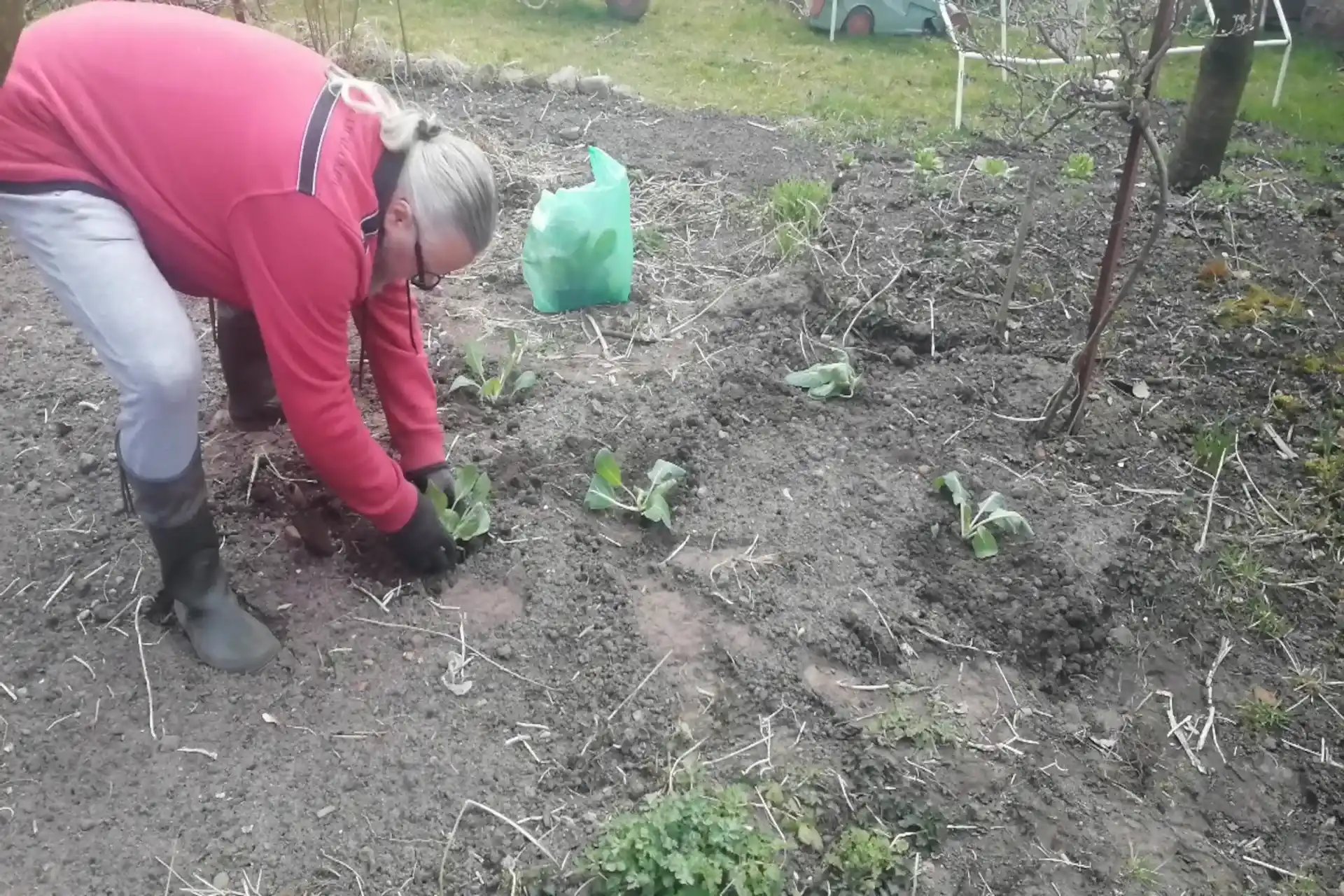 Siejemy i sadzimy w marcu