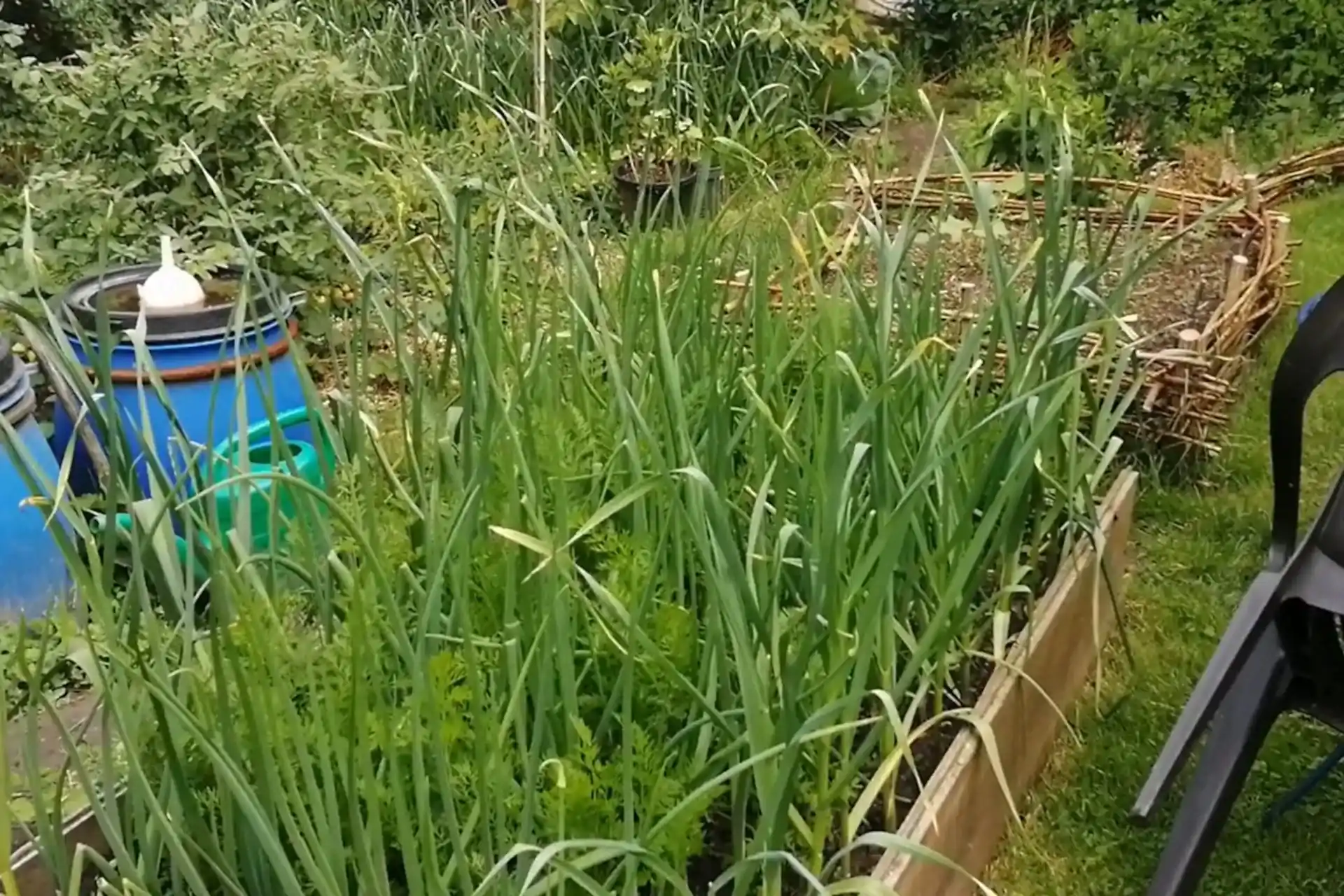 Najlepsze warzywa na grządki podwyższone
