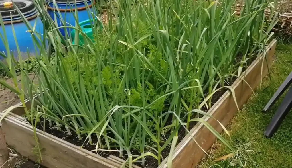 Grządka podwyższona