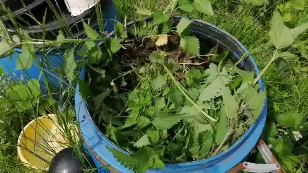 gnojówka z pokrzywy