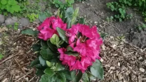 rododendron czerwony