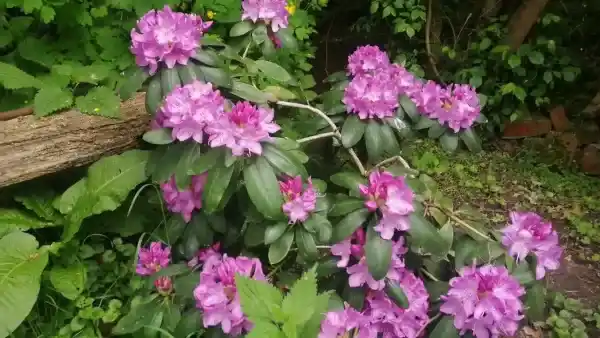 rododendron fioletowy