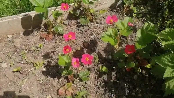 truskawki kwitnące na czerwono