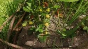 truskawki zawiązki owoców