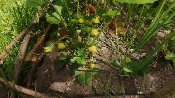 truskawki zawiązki owoców