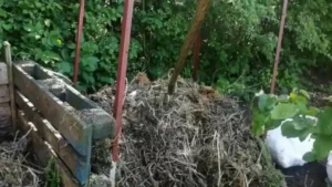 wstępna faza kompostu