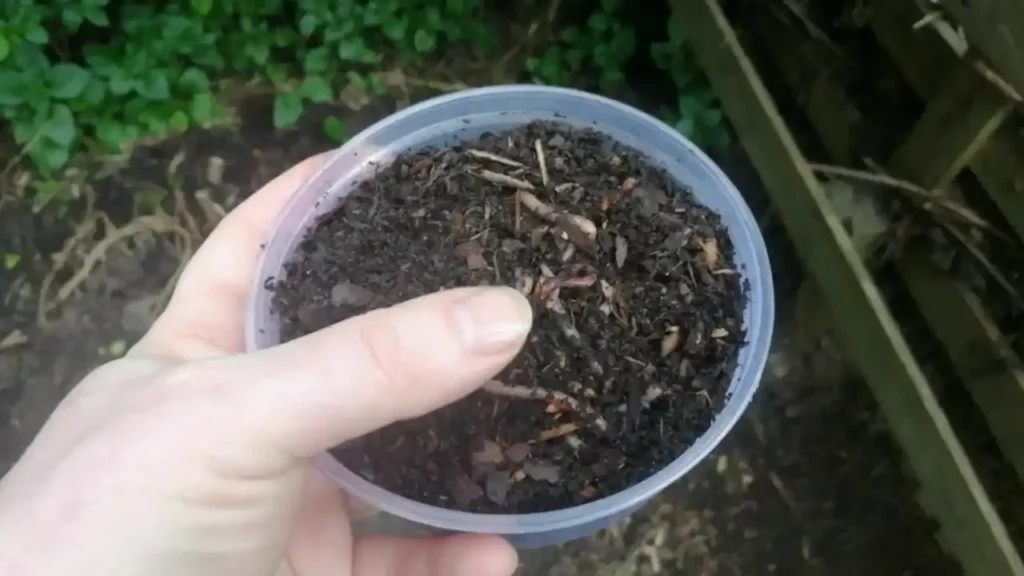 Dżdżownice kalifornijskie