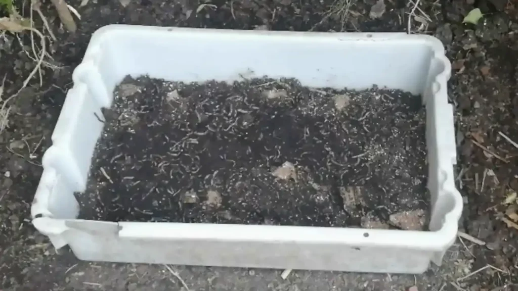 Kuweta do wermikompostu