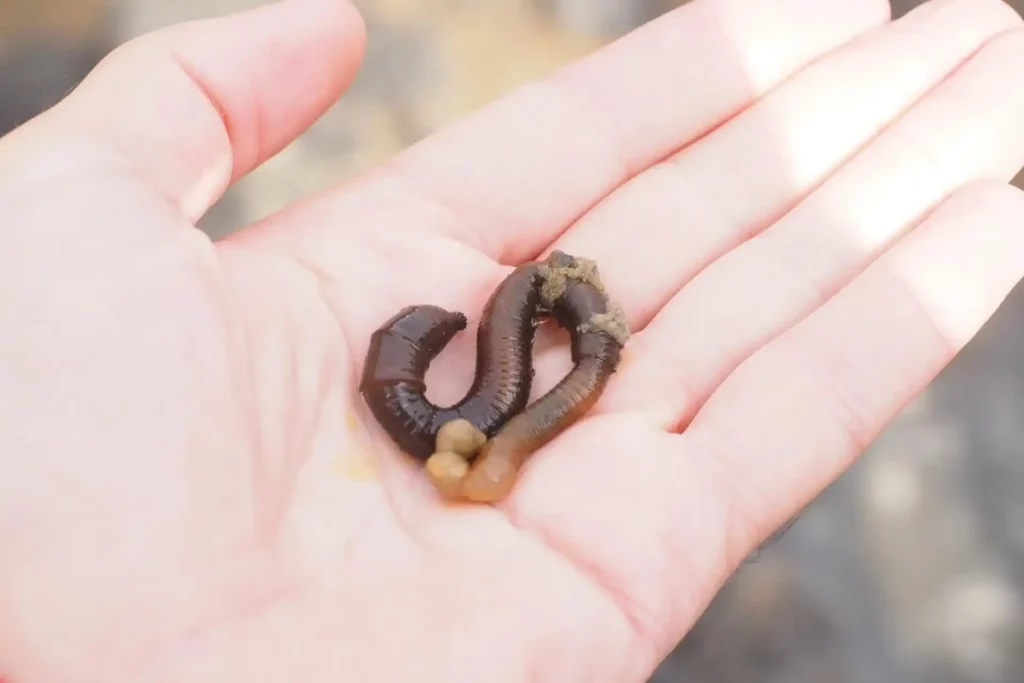 Produkcja wermikompostu