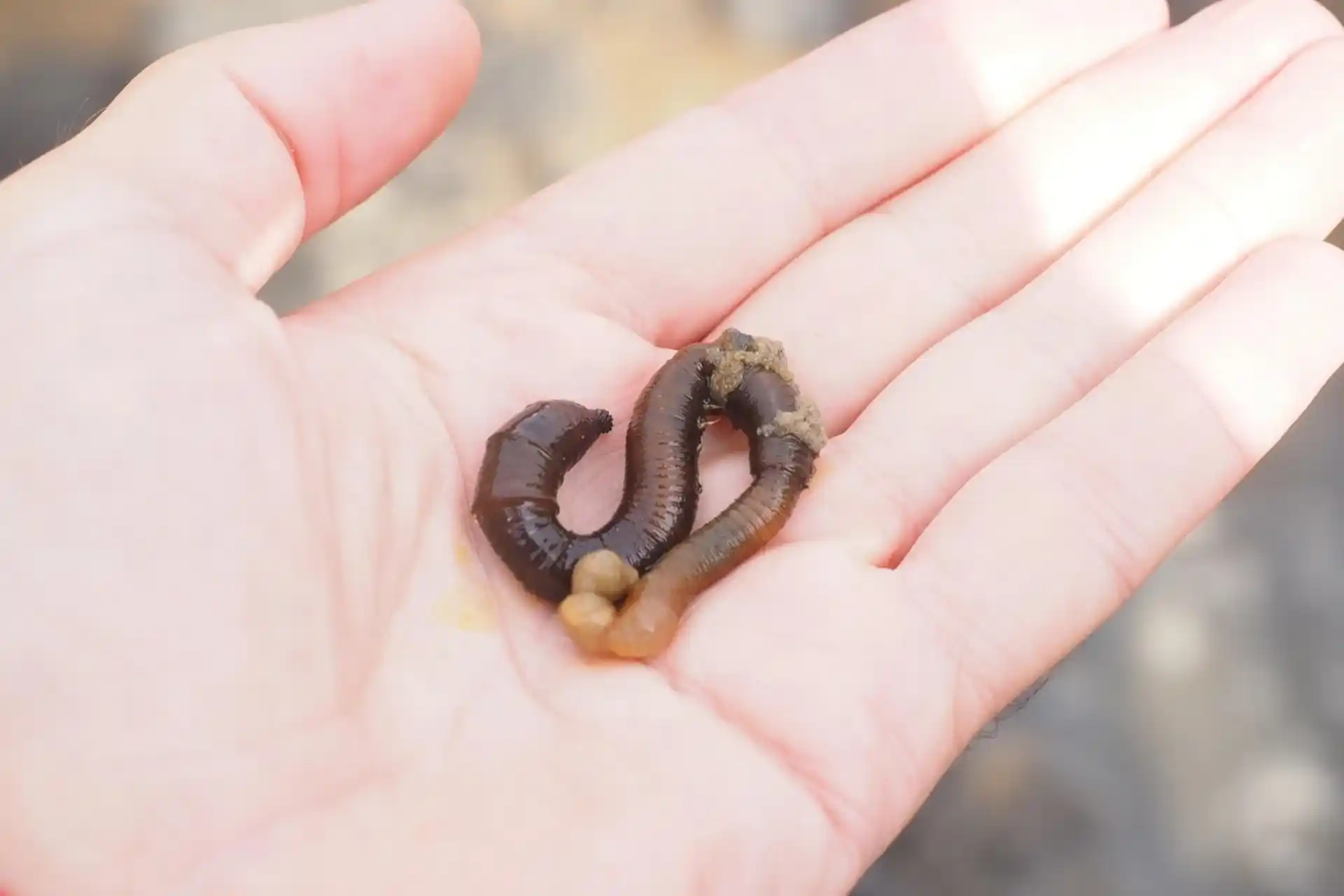 Produkcja wermikompostu