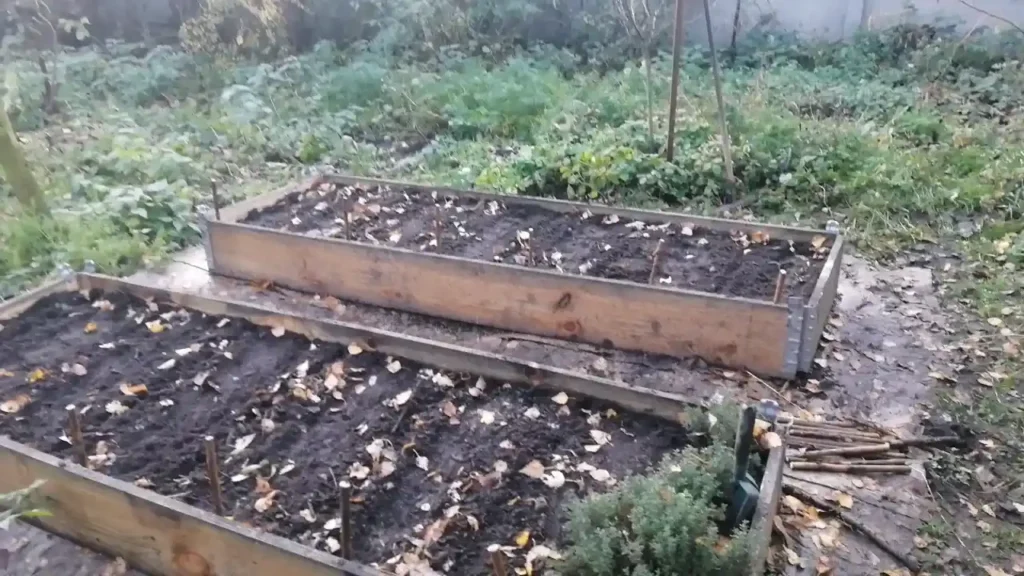 Posadzony czosnek Harnaś