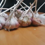 Czosnek zimowy Harnaś