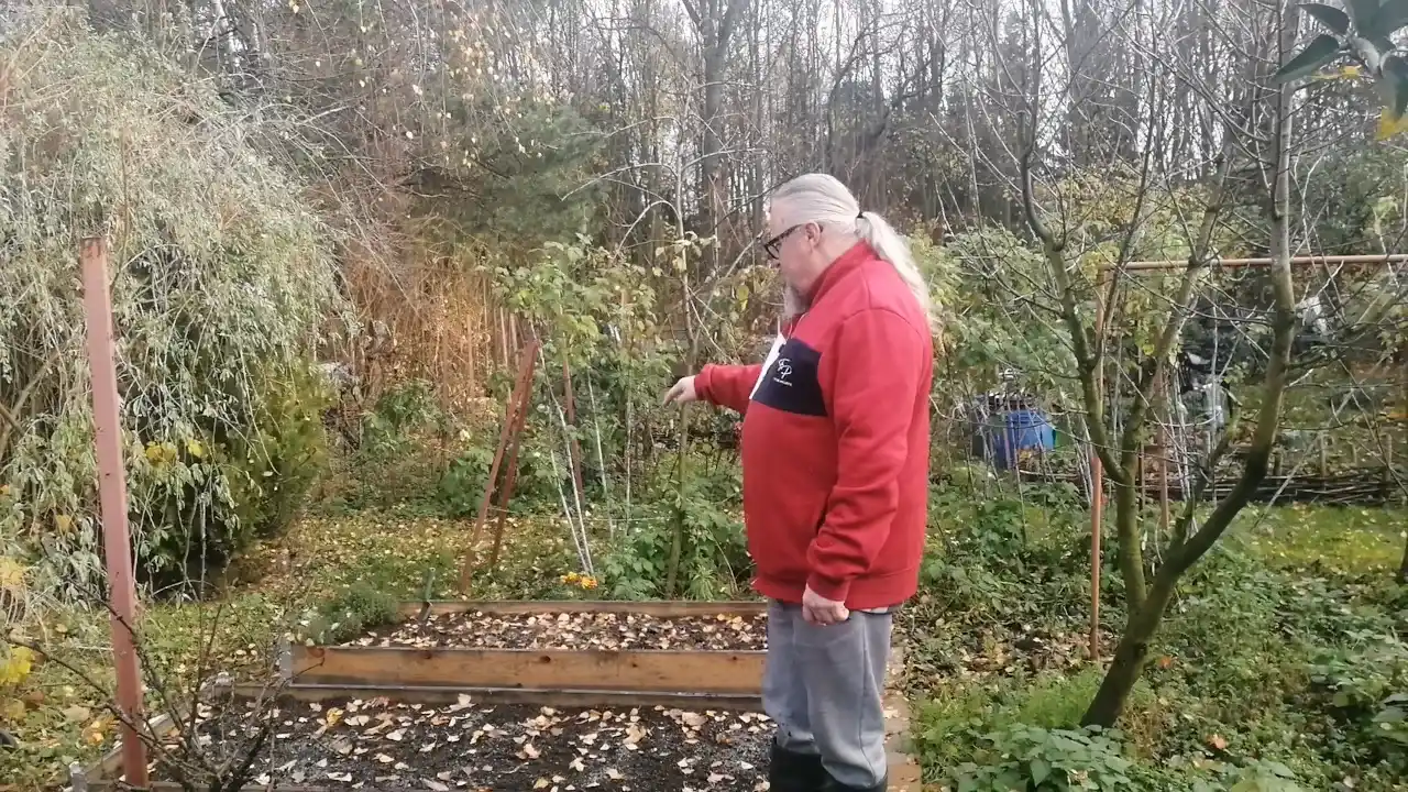 Gdzie sadzić czosnek Harnaś