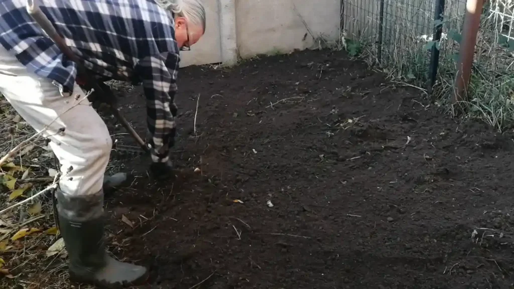 wykopywanie topinamburu