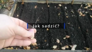 Jak sadzić czosnek Harnaś