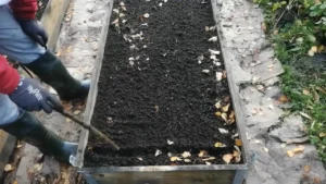 Robienie rządków do czosnku Harnaś