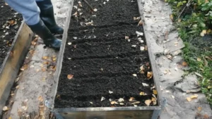 Rządki do czosnku Harnaś