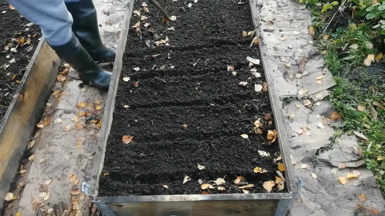 Rządki do czosnku Harnaś