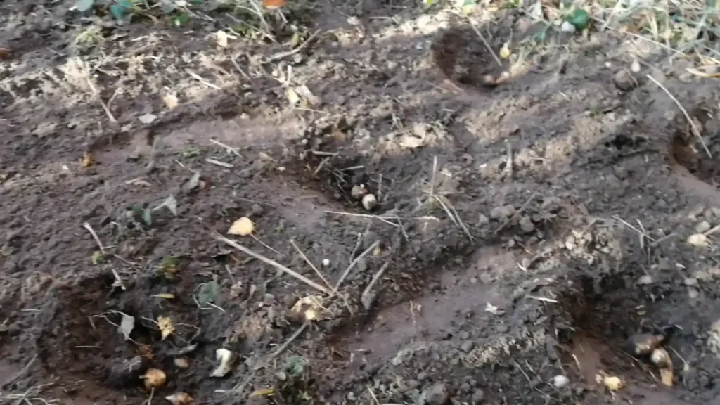 sadzenie topinamburu