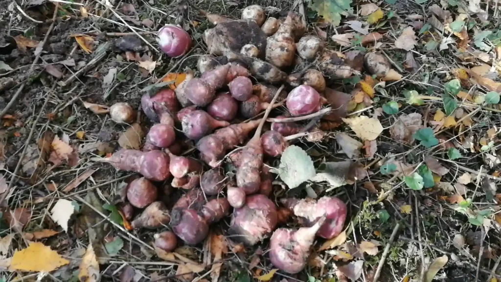 Topinambur krok po kroku