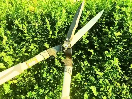 Nozyce_do_zywoplotu_21cm_Green_Star