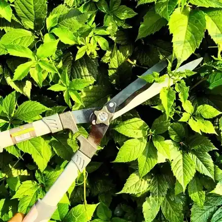 Nożyce do żywopłotu 21cm Green Star 5