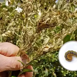 Lepinox Plus Zwalcza Ćmę Bukszpanowa I Gąsienice Motyli 30g 1