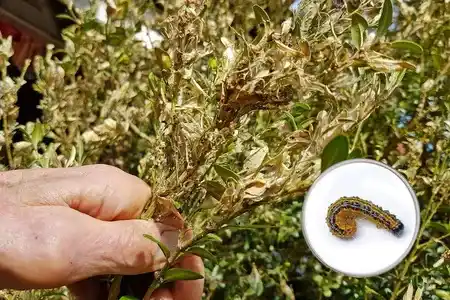 Lepinox Plus Zwalcza Ćmę Bukszpanowa I Gąsienice Motyli 30g 1