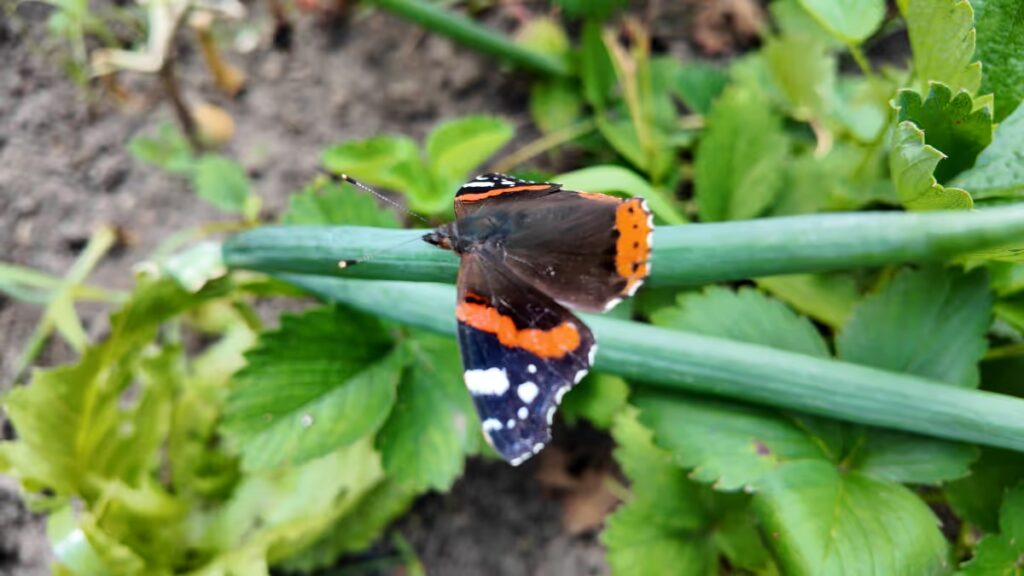 motyl